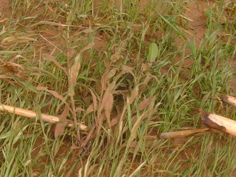 Cynoglossum creticum